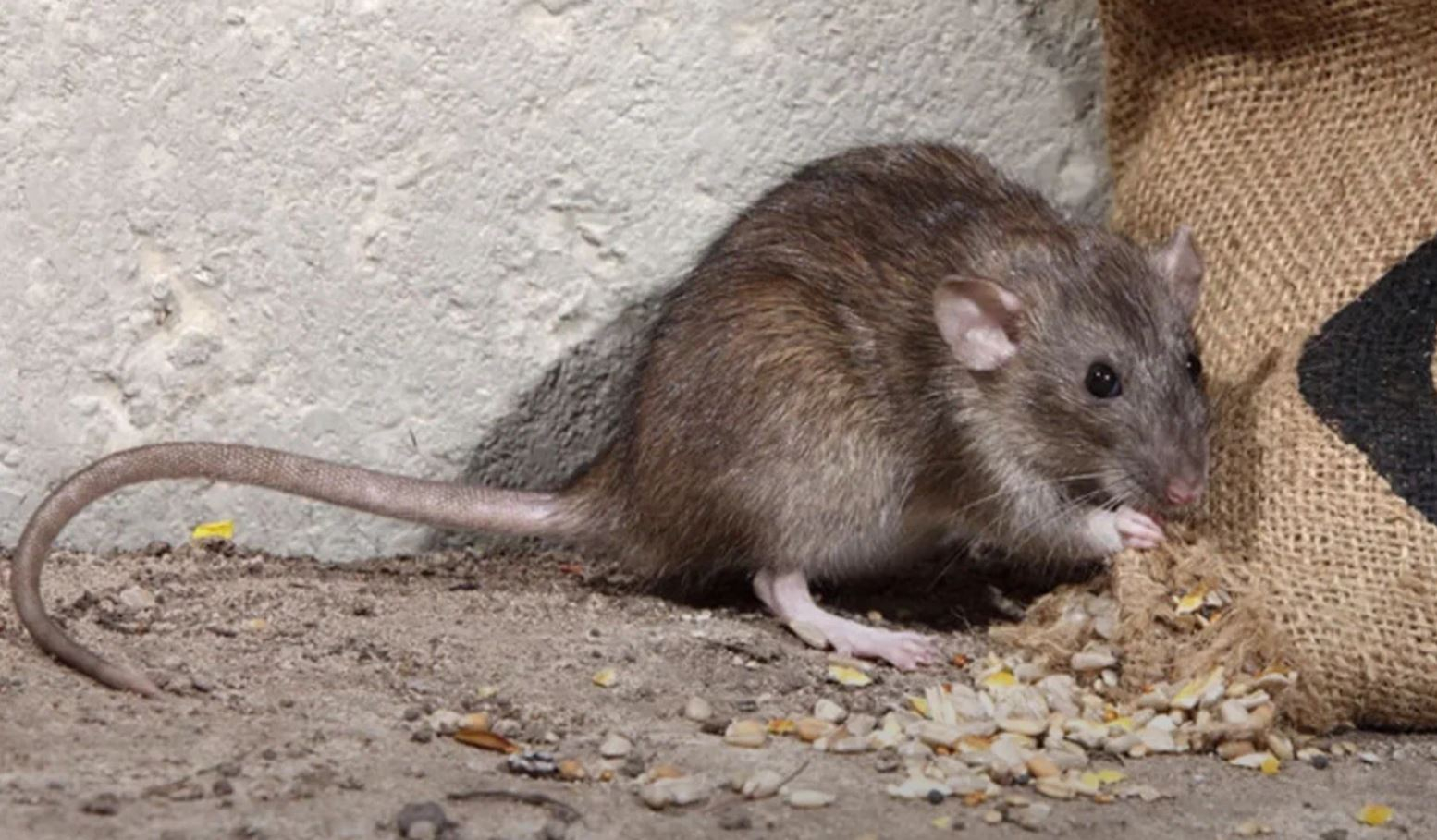 фото: Профессиональная дератизация в Ивантеевке: <br/>+7-909-173-42-96