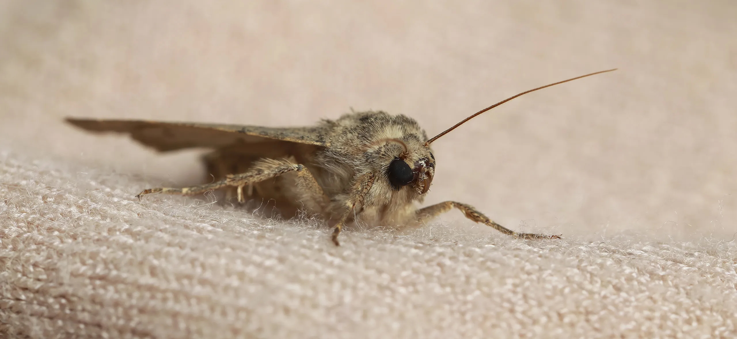 фото: Профессиональная обработка от моли в Ивантеевке: <br/>+7-909-173-42-96